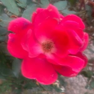 Meet your Posher, Cy